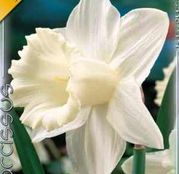 Bulbi de flori Narcisa Mount Hood 5buc