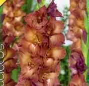 Bulbi de flori Gladiole Indian Summer 8 buc