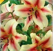 Bulbi de flori Crin OT hybrid Treelily Lavon 1buc