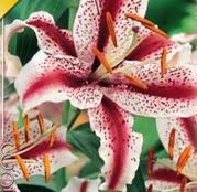 Bulbi de flori Crin Oriental Dizzy 1buc