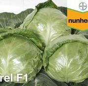 Seminte varza alba Svirel F1 (2500 sem.)
