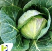 Seminte varza Golden Acre (10g, 50g)