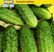 Seminte Castraveti de toamna Cornichon de Paris 2g