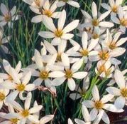 Bulbi de flori Zephiranthes Candida 10buc