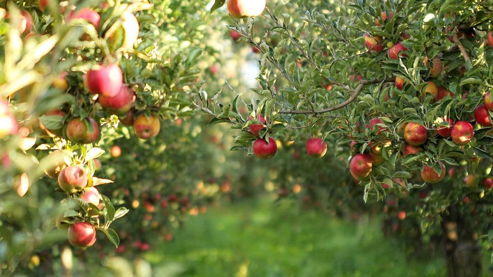 Tratamente la pomi fructiferi:Tabel stropiri la mar - ferma-gradina.ro