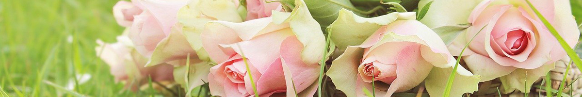 Arbusti, trandafiri, gazon, pomi