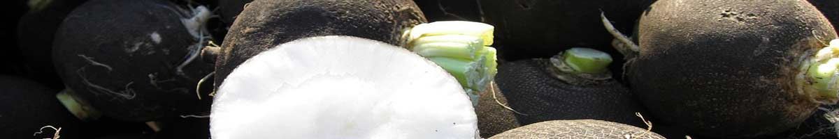 Seminte ridichi de toamna-iarna Seminte ridichi de toamna-iarna