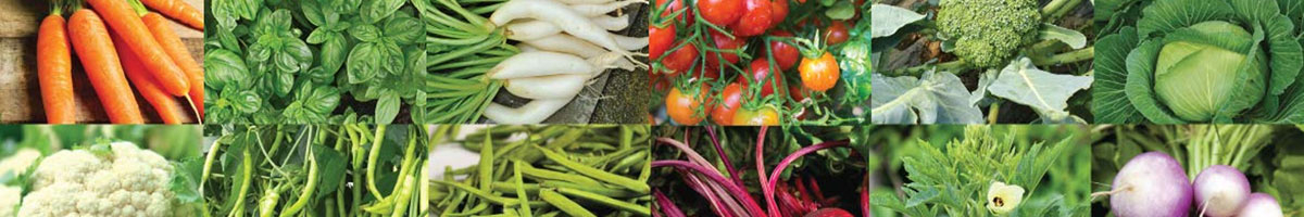 Seminte legume semiprofesionale Seminte legume semiprofesionale