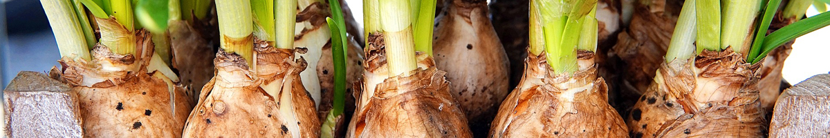 Bulbi de flori Bulbi de flori