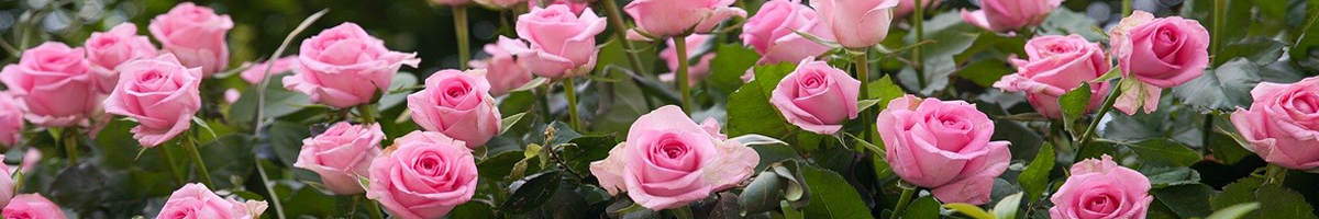 Butasi de trandafiri