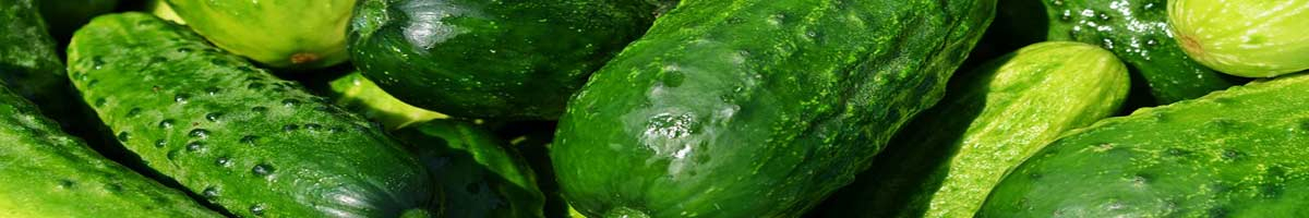 Seminte castraveti cornichon