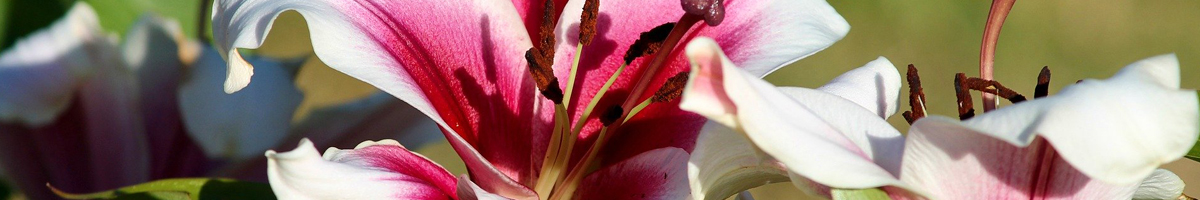 Bulbi Crini Bulbi Crini