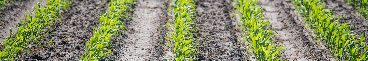 Erbicid porumb Erbicid porumb