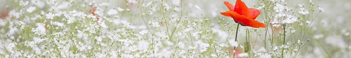 Seminte flori Floarea Miresei Seminte flori Floarea Miresei