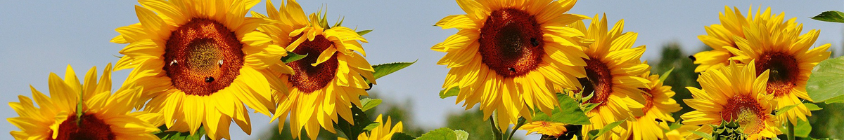 Seminte flori Floarea Soarelui