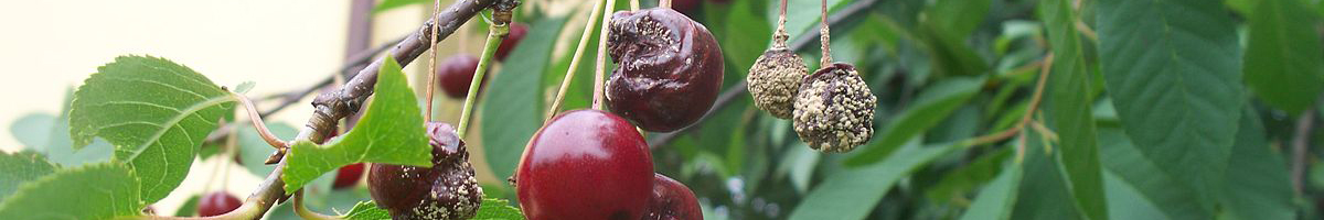 Fungicid cires, visin