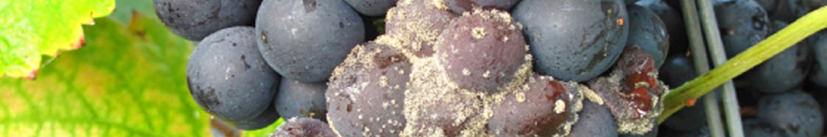 Fungicid vita de vie