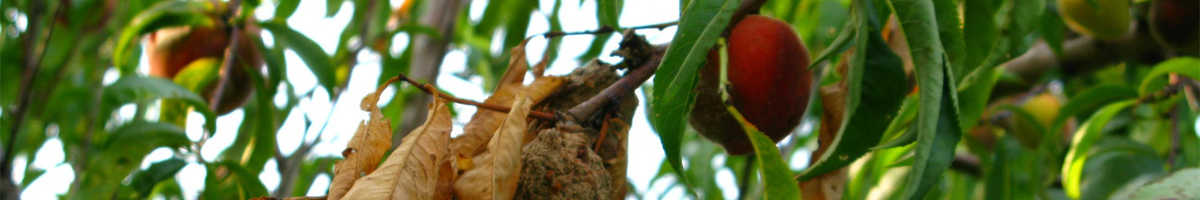 Fungicid piersic, cais, prun, nectarin Fungicid piersic, cais, prun, nectarin