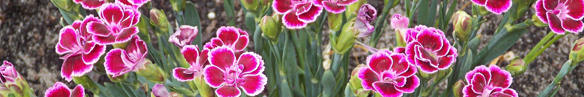 Seminte flori Garoafe