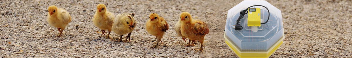 Incubator oua Incubator oua