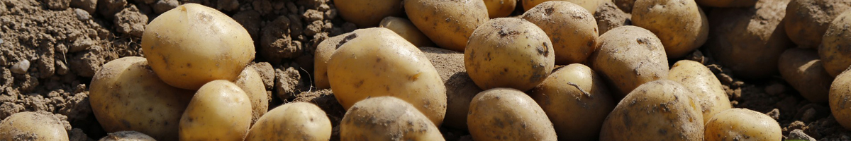 Ingrasamant cartof Ingrasamant cartof