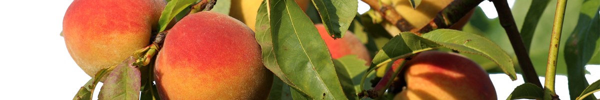 Ingrasamant piersic, cais, nectarin, prun