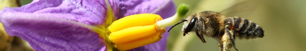 Ingrasamant bio vinete