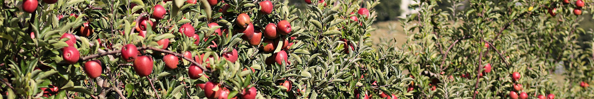 Ingrasamant mar si par Ingrasamant mar si par