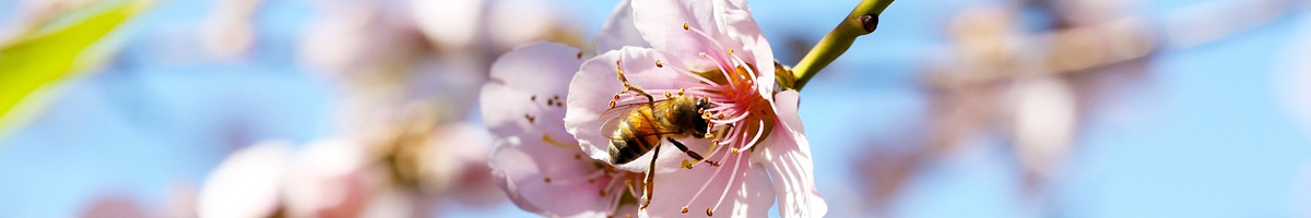 Ingrasaminte naturale piersic, cais, prun