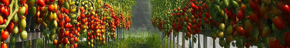 Biostimulatori, regulatori crestere Biostimulatori, regulatori crestere