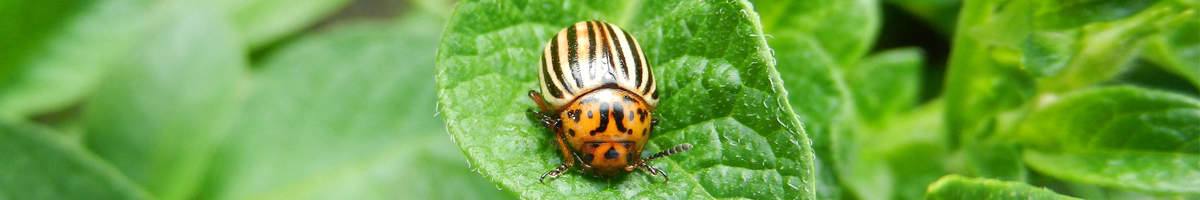 Insecticid cartof Insecticid cartof