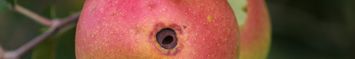 Insecticid mar si par