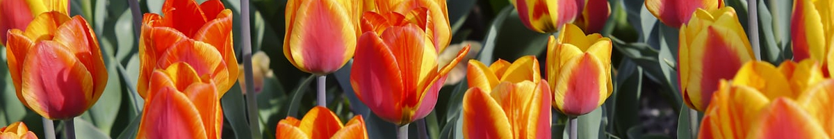 Lalele tip fosteriana