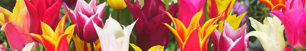 Lalele tip crin / lilly