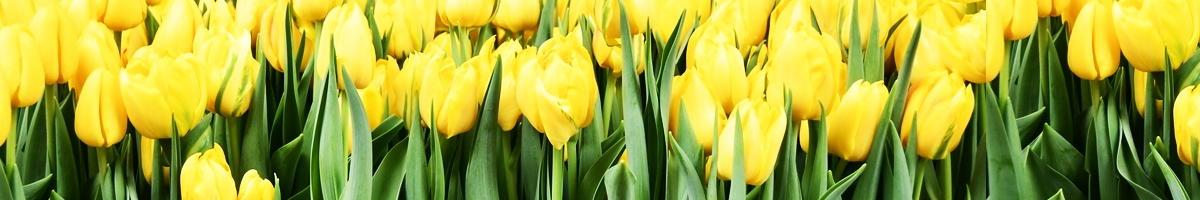 Lalele timpurii cu floare involta