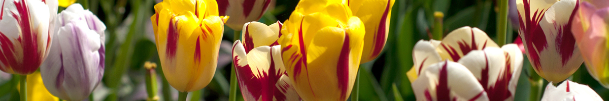 Lalele tip Rembrandt Lalele tip Rembrandt