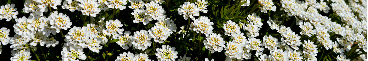 Seminte flori Lilicele Seminte flori Lilicele