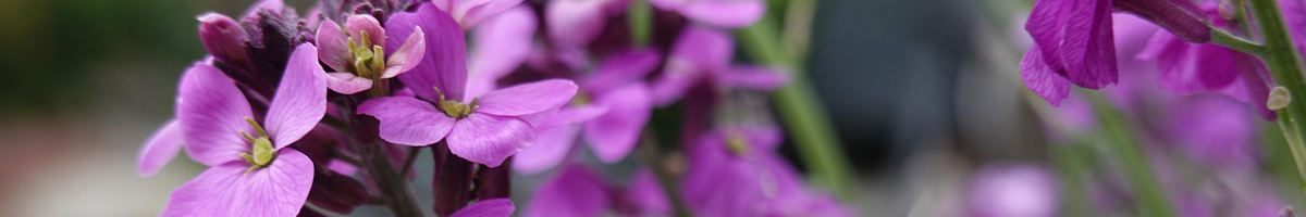 Seminte flori Mixandre