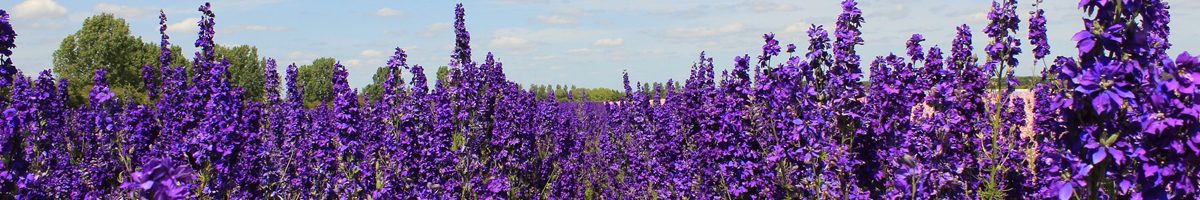 Seminte flori Nemtisori
