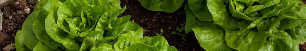 Seminte salata cu capatana Seminte salata cu capatana