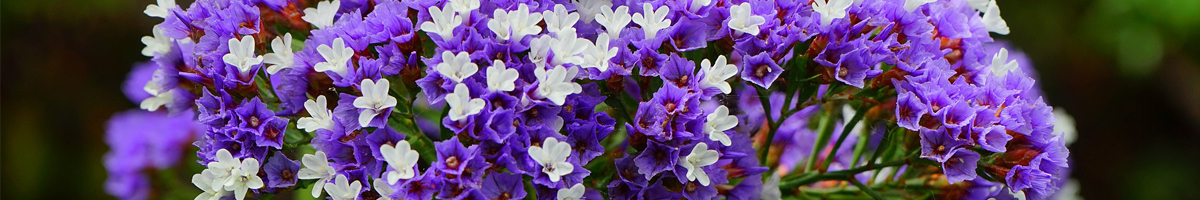 Seminte flori Saraturica