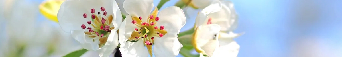 Scheme de tratament la mar