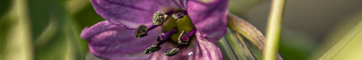 Scheme de tratament la ardei Scheme de tratament la ardei