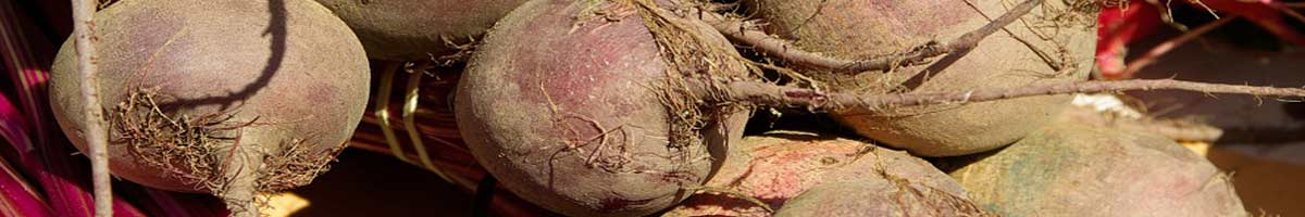 Seminte sfecla rosie