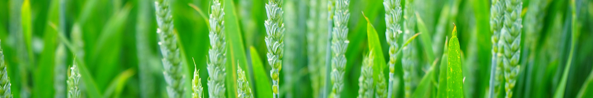 Tratamente la grau, cereale paioase Tratamente la grau, cereale paioase