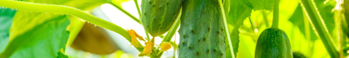 Tratamente la castraveti