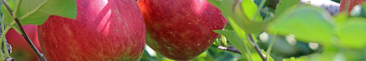 Tratamente la mar si par