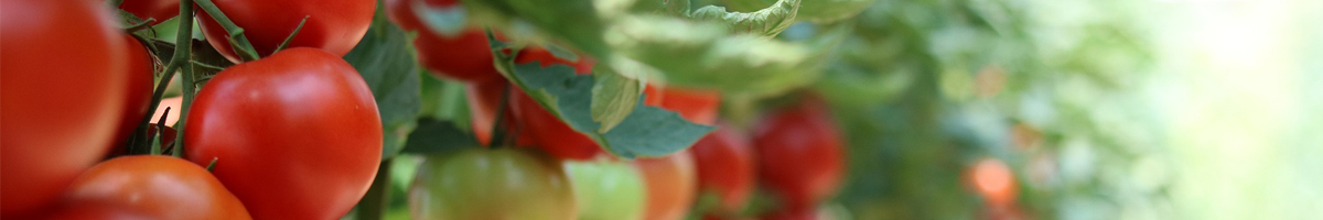 Tratamente la tomate