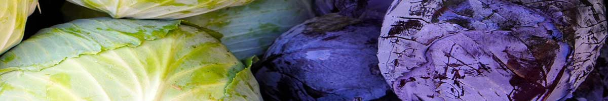 Seminte profesionale varza Seminte profesionale varza