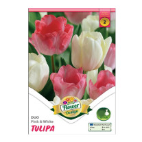 Bulbi de flori Lalele Duo Pink & White 6 buc